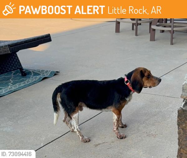 Found/Stray Unknown Dog last seen Off of Chenal Parkway, Little Rock, AR 72223