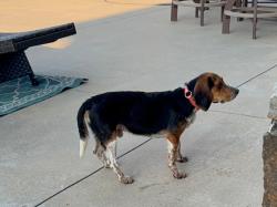 Found/Stray Unknown Dog last seen Off of Chenal Parkway, Little Rock, AR 72223
