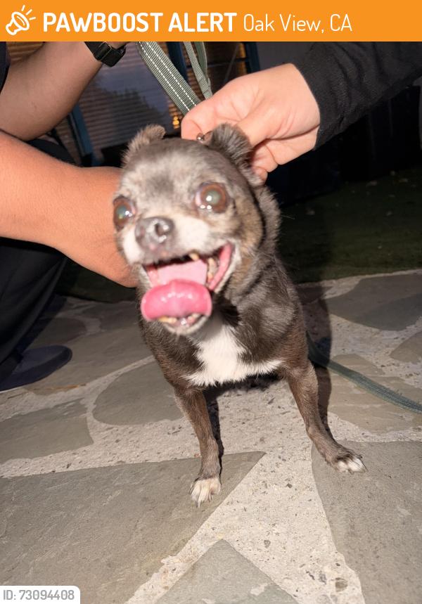 Found/Stray Male Dog last seen Santa Ana and Mahoney, Oak View, CA 93022