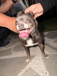 Found/Stray Male Dog last seen Santa Ana and Mahoney, Oak View, CA 93022