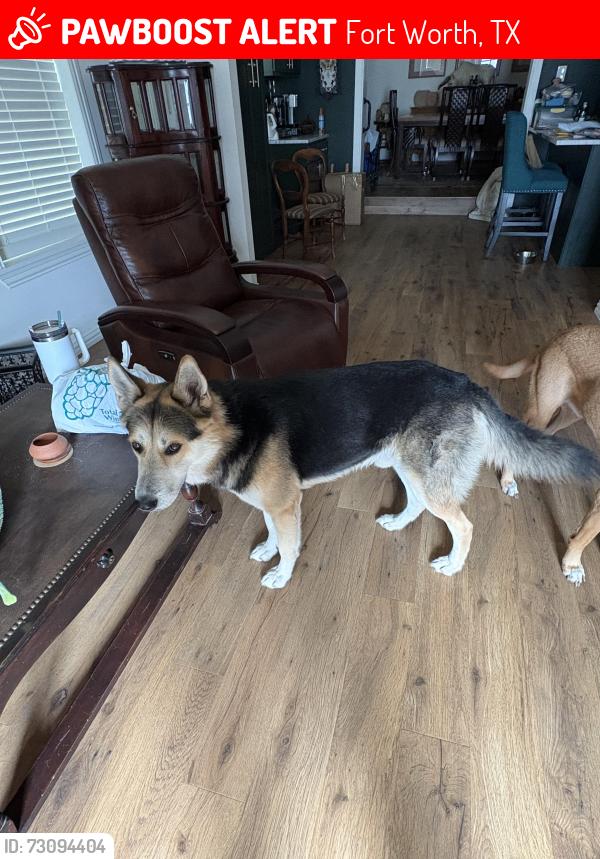 Lost Male Dog last seen Sylvania, Fort Worth, TX 76111
