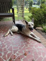 Found/Stray Female Dog last seen Edwards and cahu, Taylors, SC 29687