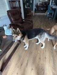 Lost Male Dog last seen Sylvania, Fort Worth, TX 76111
