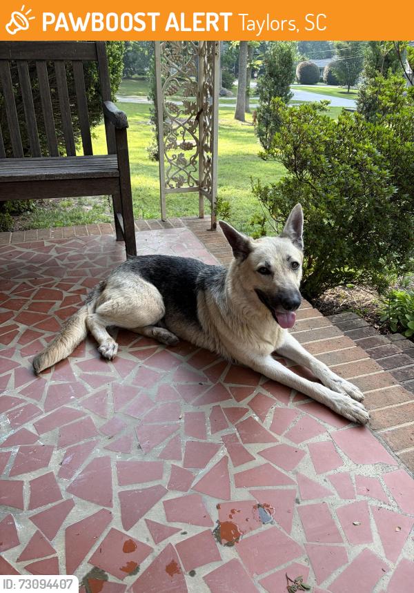 Found/Stray Female Dog last seen Edwards and cahu, Taylors, SC 29687