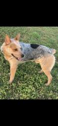 Reunited Male Dog last seen 21st street, Guthrie, OK 73044