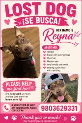 Lost Female Dog last seen Piedmont pointe crossed train tracks, Mooresville, NC 28115