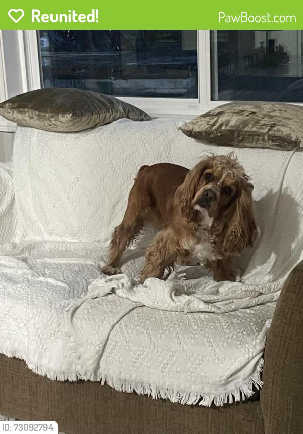 Reunited Male Dog last seen Sunnyvale Ave Walnut Creek , Walnut Creek, CA 94597