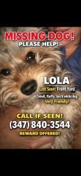 Lost Female Dog last seen autozone, Queens, NY 11370