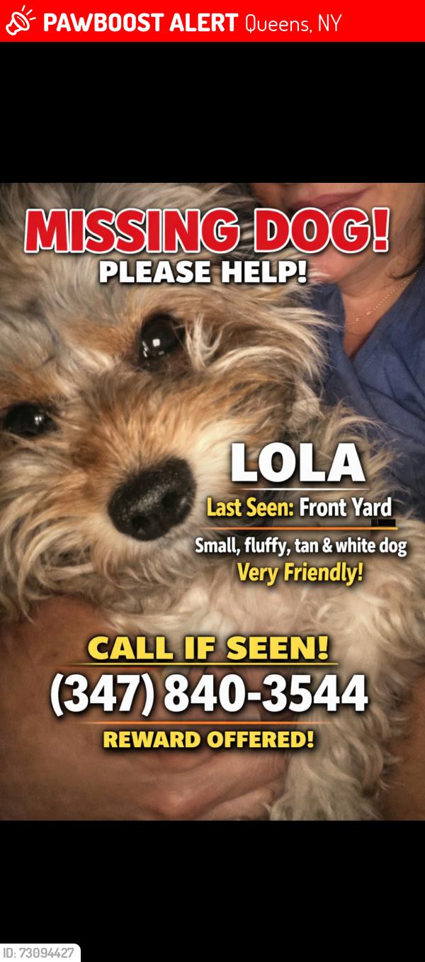 Lost Female Dog last seen autozone, Queens, NY 11370