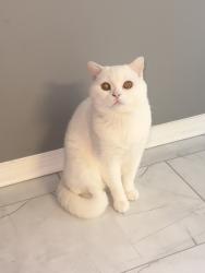 Reunited Male Cat last seen Weaver dairy , Chapel Hill, NC 27516