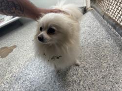 Reunited Unknown Dog last seen Port St Lucie, Port St. Lucie, FL 34986