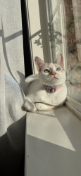 Lost Female Cat last seen Piney River and Misty River rd, Bartlett, TN 38135