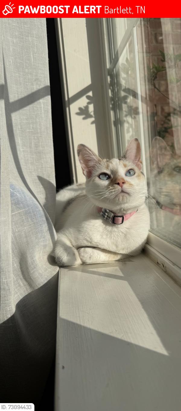 Lost Female Cat last seen Piney River and Misty River rd, Bartlett, TN 38135