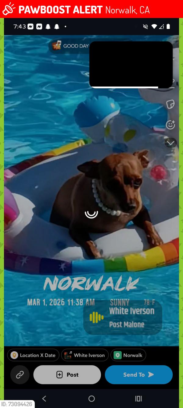 Lost Female Dog last seen Pioneer in Rosecrans in Norwalk California, Norwalk, CA 90650