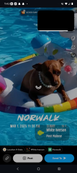 Lost Female Dog last seen Pioneer in Rosecrans in Norwalk California, Norwalk, CA 90650