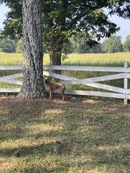 Found/Stray Unknown Dog last seen Rover Zetella and Maloy Rd., Spalding County, GA 30224