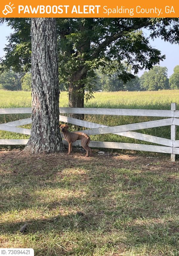 Found/Stray Unknown Dog last seen Rover Zetella and Maloy Rd., Spalding County, GA 30224