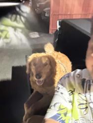 Lost Male Dog last seen Near Smithridge ridge park, Reno, NV, 89502, Reno, NV 89502