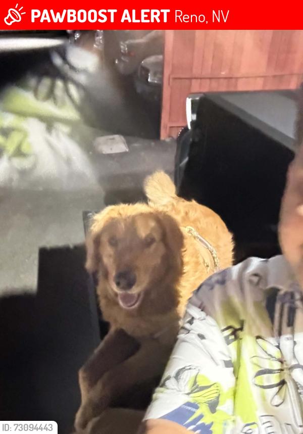 Lost Male Dog last seen Near Smithridge ridge park, Reno, NV, 89502, Reno, NV 89502