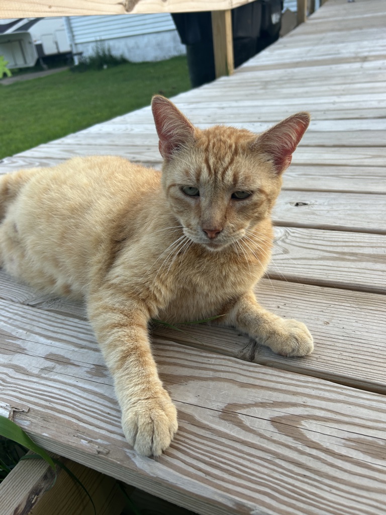Shelter Stray Male Cat last seen Near Old Clubhouse Road, VIRGINIA BEACH, VA, 23453, 341 S Birdneck Rd, Virginia Beach, VA 23451, USA