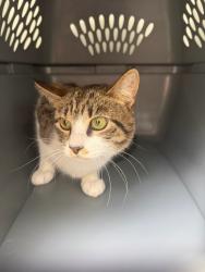 Shelter Stray Unknown Cat last seen Near Good Hope Road, VIRGINIA BEACH, VA, 23452, 341 S Birdneck Rd, Virginia Beach, VA 23451, USA