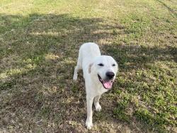 Found/Stray Female Dog last seen Levy County Line Rd, Burleson, TX 76028