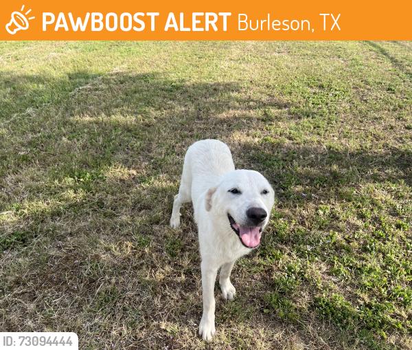 Found/Stray Female Dog last seen Levy County Line Rd, Burleson, TX 76028