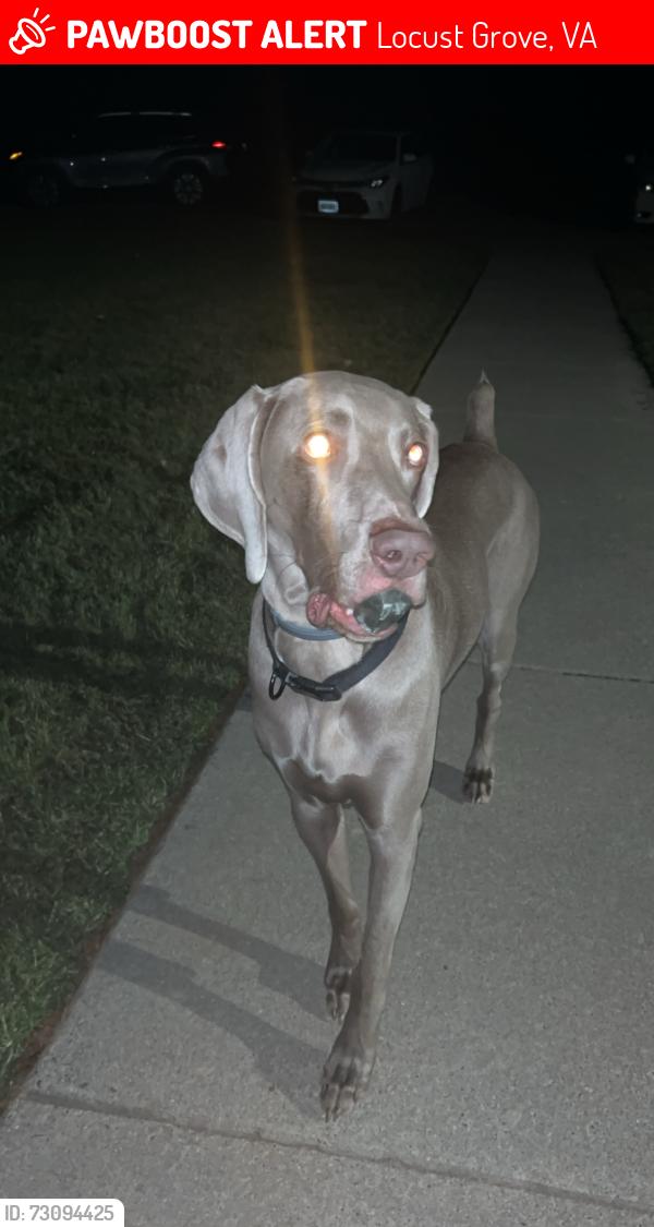 Lost Male Dog last seen Goldstone rd, rt 20, Locust Grove, VA 22508