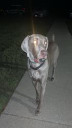 Lost Male Dog last seen Goldstone rd, rt 20, Locust Grove, VA 22508