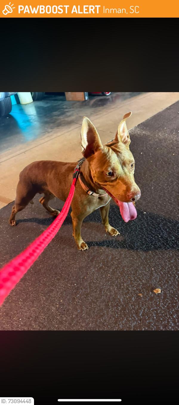 Found/Stray Female Dog last seen Rainbow lake rd, Inman, SC 29349