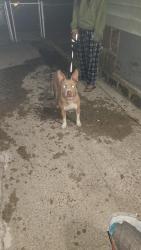 Found/Stray Female Dog last seen Corner of Rector Road & Rockdale street, Boston, MA 02126