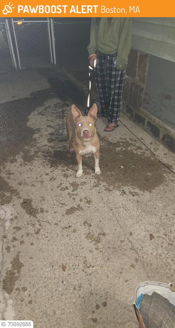 Found/Stray Female Dog last seen Corner of Rector Road & Rockdale street, Boston, MA 02126
