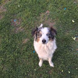 Found/Stray Female Dog last seen Texas Street and Cedar Street, Cedar Hill, TX 75104