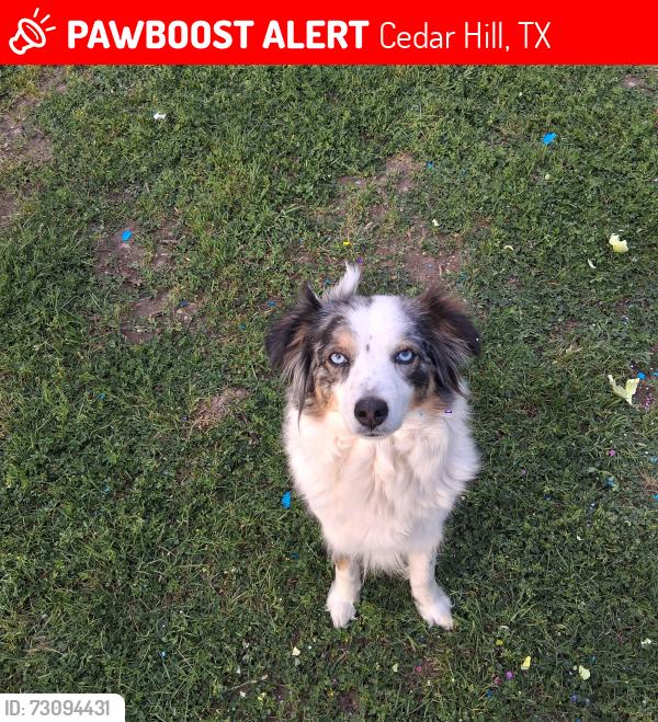 Found/Stray Female Dog last seen Texas Street and Cedar Street, Cedar Hill, TX 75104
