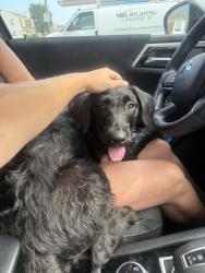 Found/Stray Unknown Dog last seen Idk, Virginia Beach, VA 23464