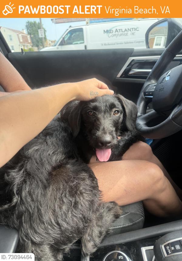 Found/Stray Unknown Dog last seen Idk, Virginia Beach, VA 23464