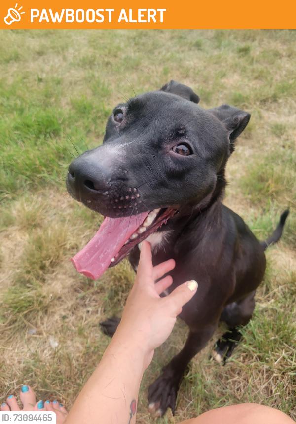 Found/Stray Female Dog last seen Homeward Bound, Gloucester Township, NJ 08080