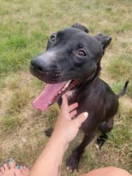 Found/Stray Female Dog last seen Homeward Bound, Gloucester Township, NJ 08080