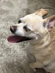 Lost Female Dog last seen Near N Buffalo dr, Las Vegas, NV 89128