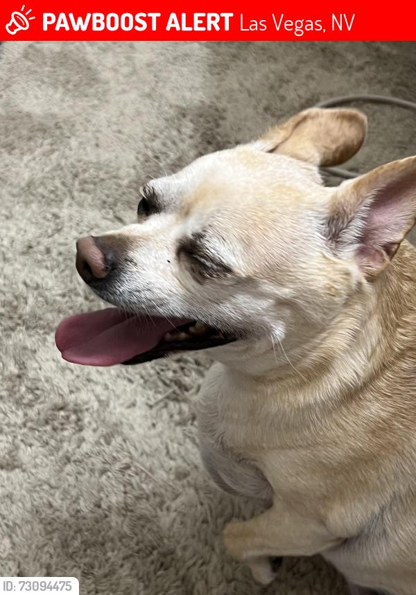 Lost Female Dog last seen Near N Buffalo dr, Las Vegas, NV 89128
