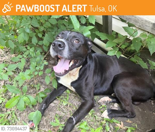 Found/Stray Male Dog last seen Joplin and Newton street, Tulsa, OK 74115