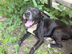 Found/Stray Male Dog last seen Joplin and Newton street, Tulsa, OK 74115