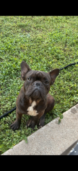 Lost Male Dog last seen July Dr/Gus, Killeen, TX 76549