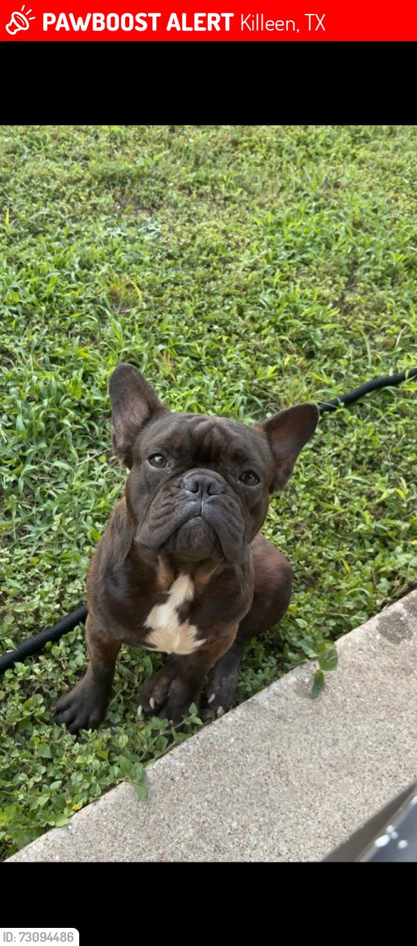 Lost Male Dog last seen July Dr/Gus, Killeen, TX 76549