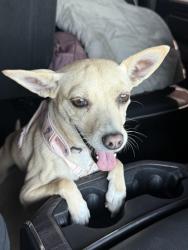 Lost Female Dog last seen County 22nd St and 10th Ave, San Luis, AZ 85349