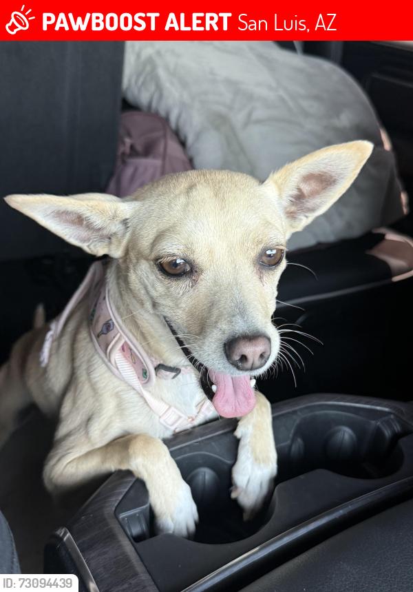 Lost Female Dog last seen County 22nd St and 10th Ave, San Luis, AZ 85349