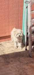 Lost Female Dog last seen Orange ave and polk ave, San Diego, CA 92105