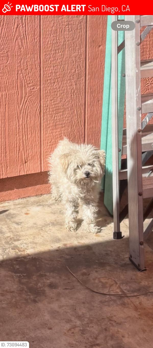 Lost Female Dog last seen Orange ave and polk ave, San Diego, CA 92105