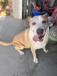Found/Stray Male Dog last seen Rocky lane and Amber drive, Odessa, TX 79762