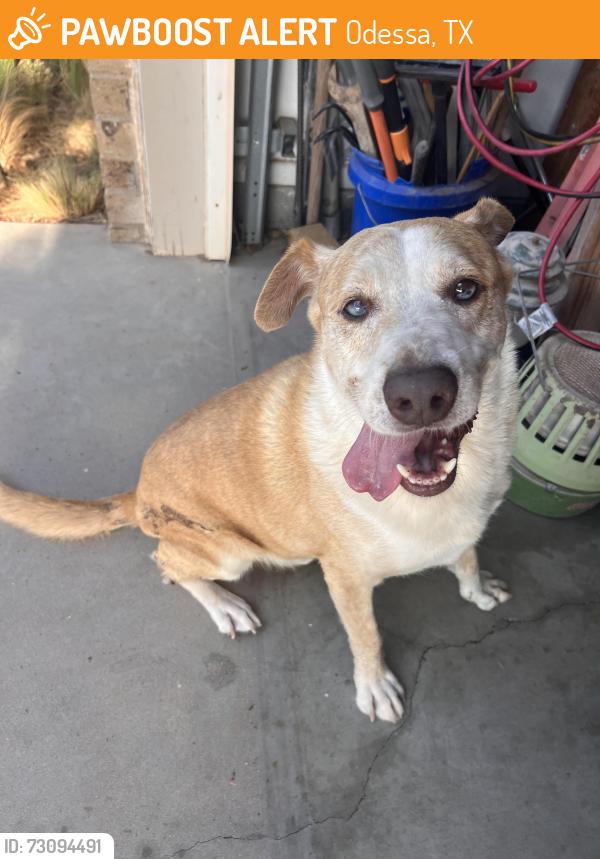 Found/Stray Male Dog last seen Rocky lane and Amber drive, Odessa, TX 79762